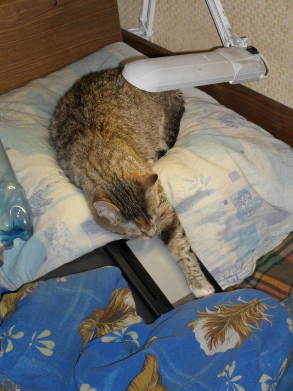 Хищник