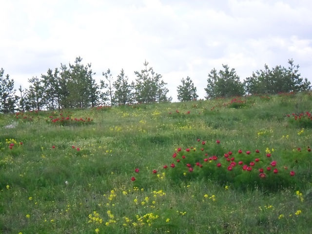 image.jpg