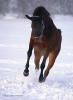 DSC01532.jpg