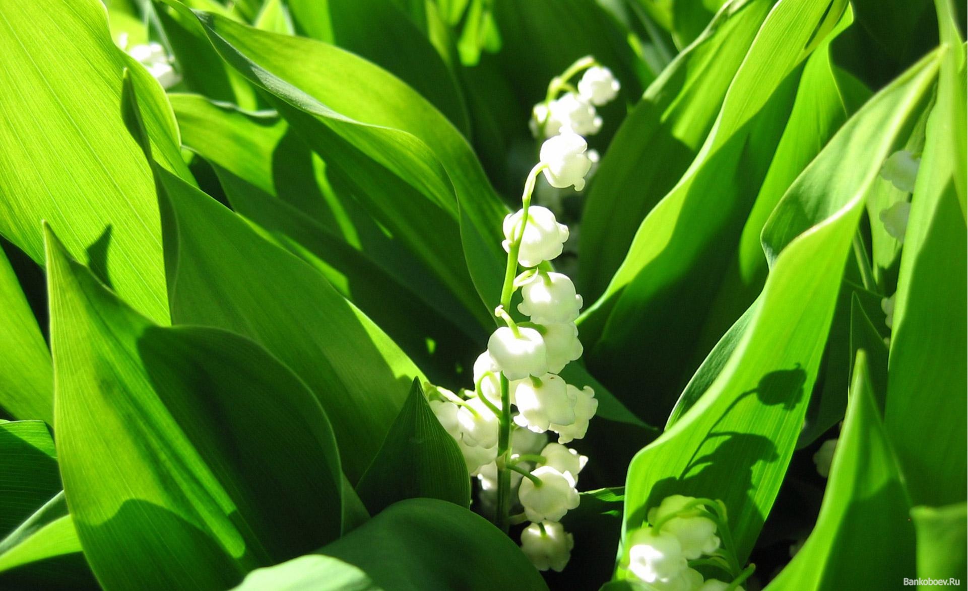 Lily of the valley