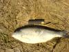 DSC00263.JPG