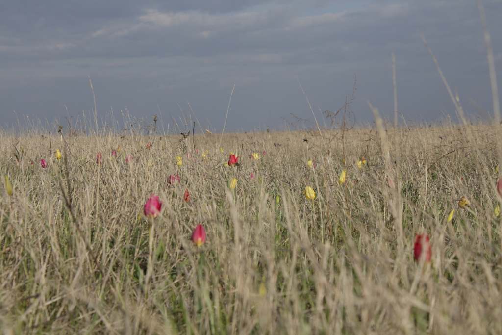 Лазорево поле. Степные тюльпаны в Волгоградской области. Тюльпаны в степи Волгоградской области. Степь в апреле. Травы Сальской степи.