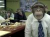 monkeys-office-source.jpg