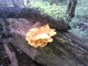 IMG_20140601_105432.jpg