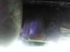 IMG_20170630_105240.jpg