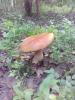 IMG_20200729_150719.jpg