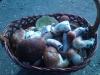 DSC00500_x.JPG