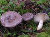 Lactarius-trivialis_04.jpg