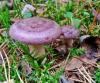Lactarius-trivialis-007.jpg