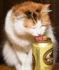 friday_cat.jpg