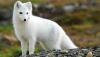 nature-animals-fox-arctic-fox-white-bokeh-1920x1080.jpg