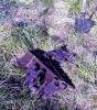 IMG-20171015-WA0004.jpeg