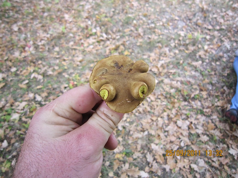 Грибы едят они глядят. Грибы с глазами Рязань. Скульптура «грибы с глазами». Скульптура грибы с глазами в Рязани. Рязанский мухомор с глазами.