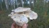 WP_20200920_15_19_11_Pro.jpg