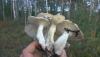 WP_20200920_15_19_15_Pro.jpg
